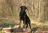 BEAUCERON - PUPPIES 421